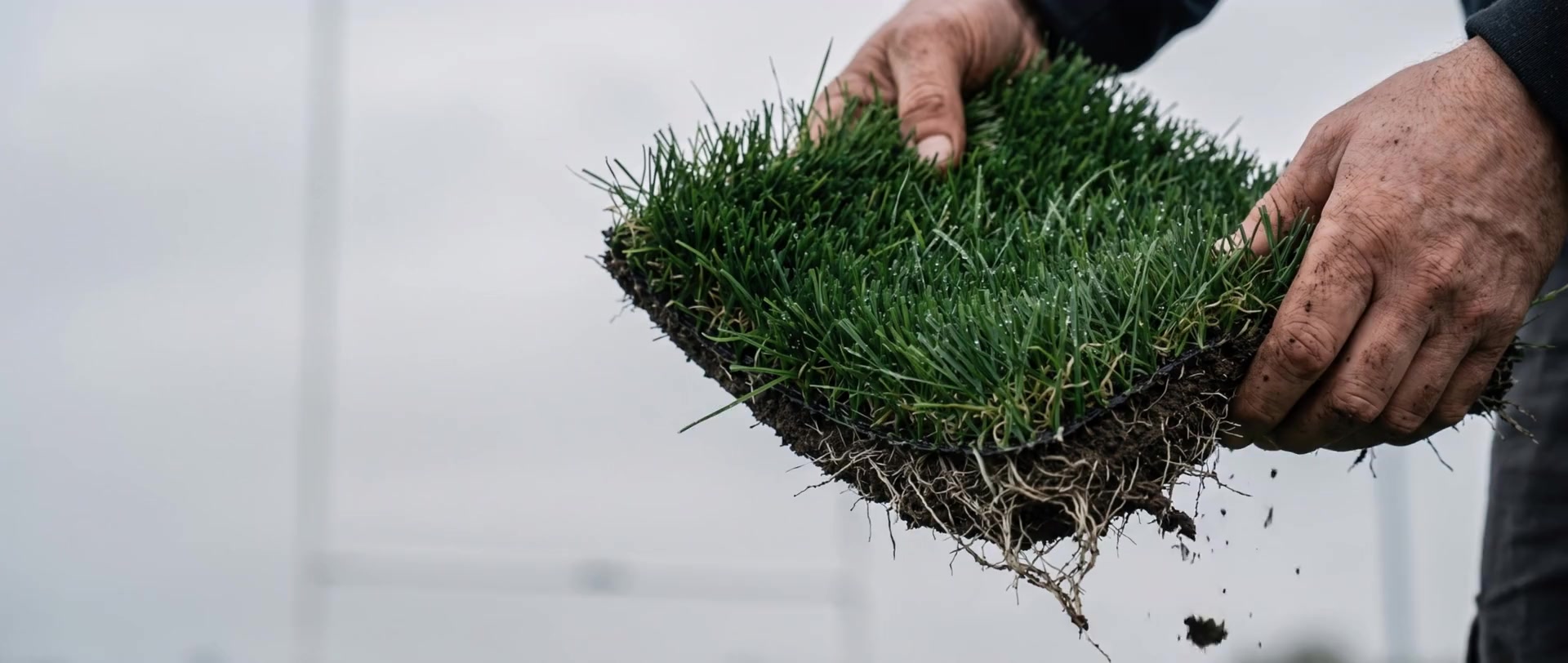 A square of hybrid turf lifted to show the grass rooted through the carpet