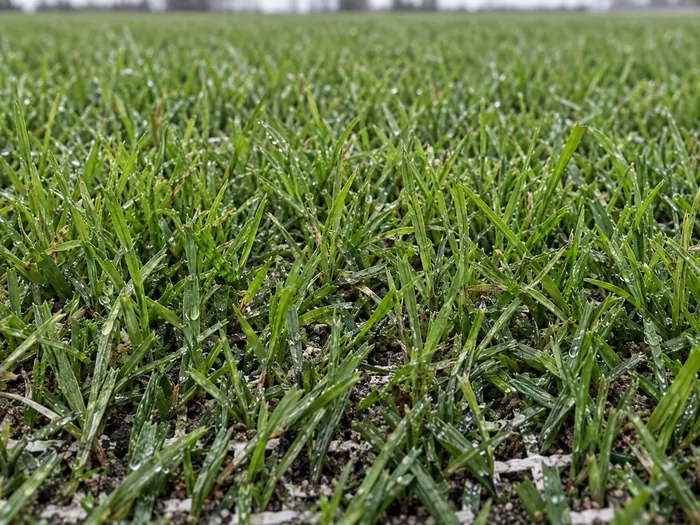 Natural grass grown through the carpet, close up, with the mesh showing at the base of the blades
